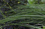 Cuban bulrush